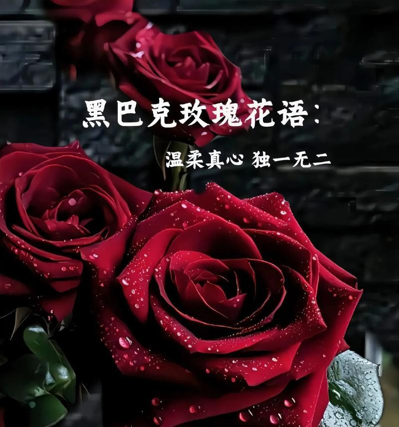 玫瑰花语中一朵玫瑰代表什么？一朵玫瑰的深层含义是什么？