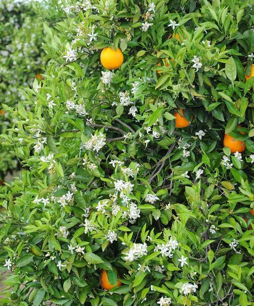 西班牙种植花卉需要哪些条件？