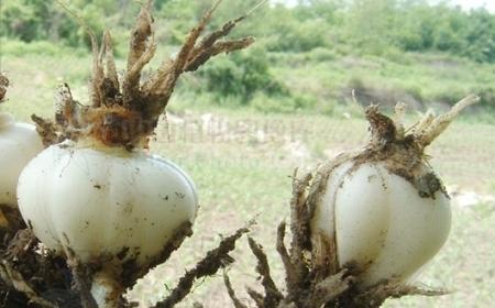 百合植物支撑杆怎么用？如何正确安装和使用？
