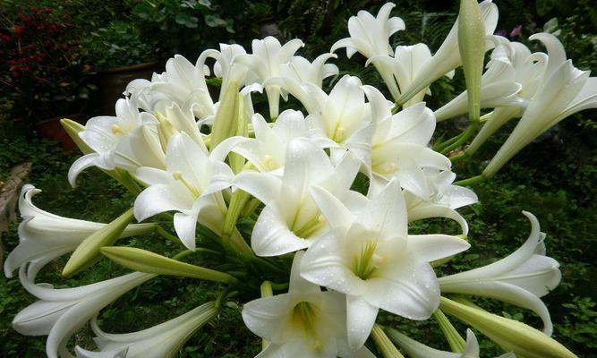 百合植物支撑杆怎么用？如何正确安装和使用？