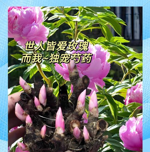 夏天适合养哪些花卉？这些花卉的养护方法是什么？