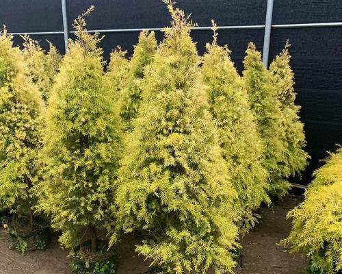 有哪些香味可选的植物？如何选择适合的香味植物？