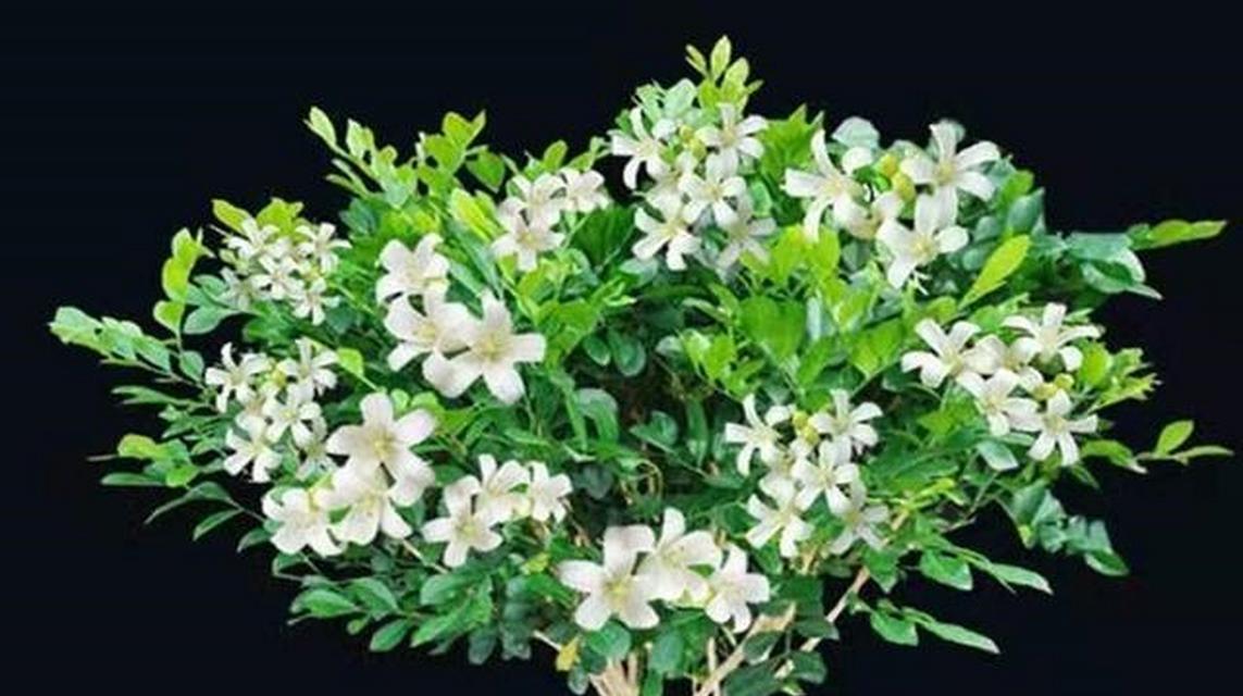 有哪些香味可选的植物？如何选择适合的香味植物？