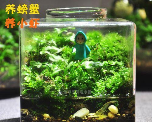 鱼缸漂浮岛植物如何养护？有哪些注意事项？