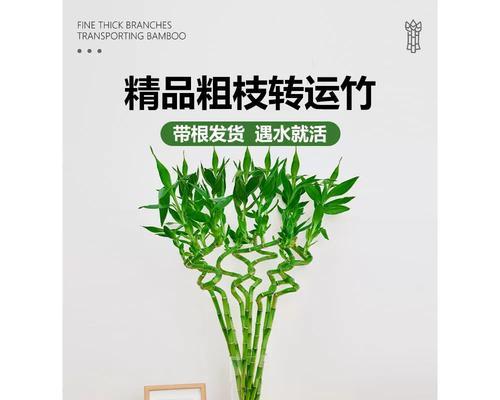 哪些植物被认为是招财的龙？