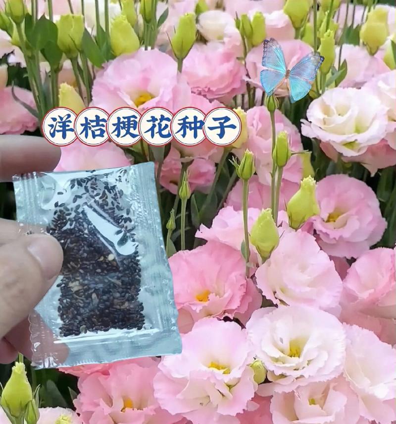 春冬季节适合在阳台种植哪些花卉？它们的养护要点是什么？