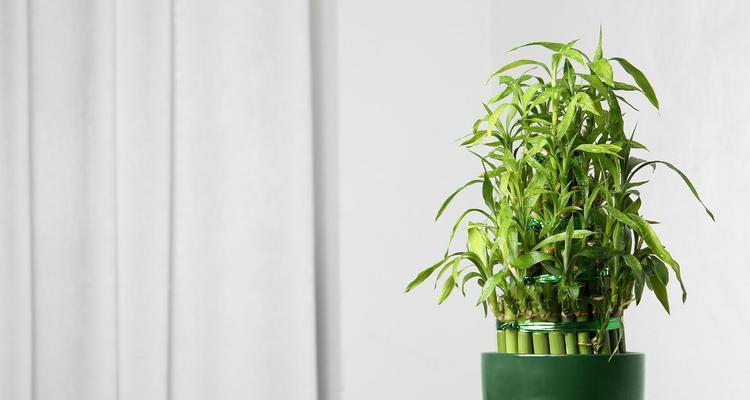室内环境适合放置哪些植物？它们对室内空气质量有何影响？