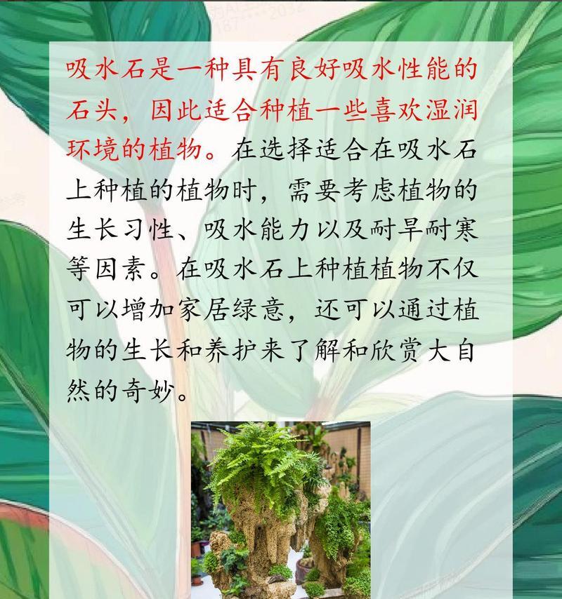 上水石上适合种植哪些植物？它们的生长条件是什么？