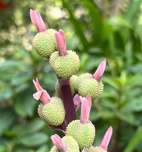 西藏的植物龙舌兰怎么养？它的生长环境是什么？