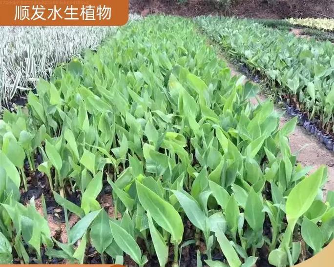 新植物种植需要注意什么？有哪些步骤？