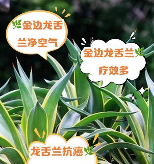 荒漠龙舌兰植物的养护技巧有哪些？如何正确养护荒漠龙舌兰？