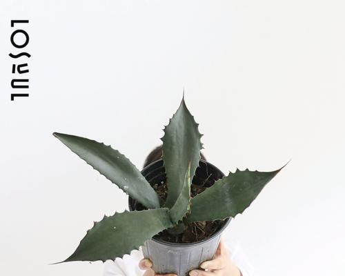荒漠龙舌兰植物的养护技巧有哪些？如何正确养护荒漠龙舌兰？