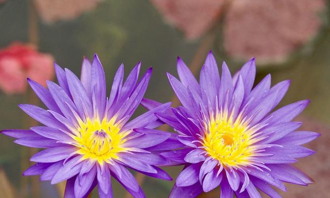 紫色百合花篮怎么养护好？有哪些注意事项？