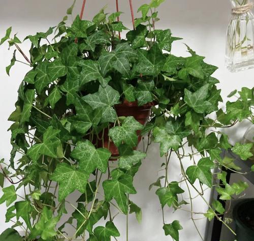 搬新家时送哪种花卉最合适？花卉选择有哪些讲究？
