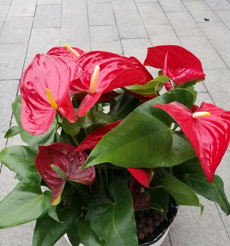搬家时送什么植物最合适？搬家送植物有哪些讲究？