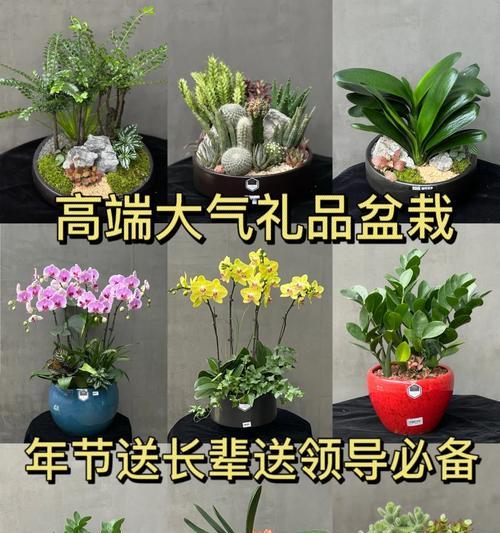 搬家时送什么植物最合适？搬家送植物有哪些讲究？