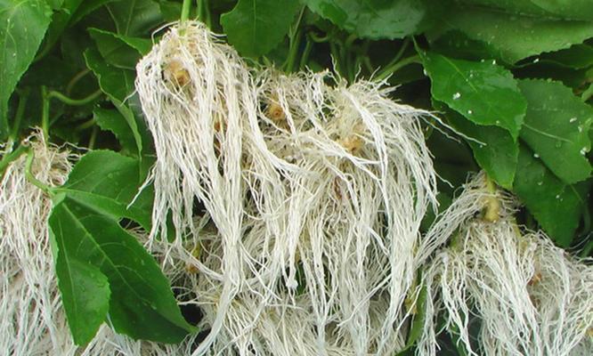 怎么制作植物根系标本？需要哪些材料和步骤？