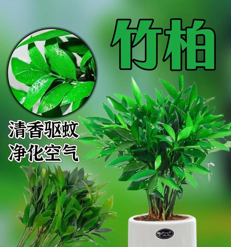 哪些植物具有防蚊虫的效果？如何利用这些植物来驱蚊？