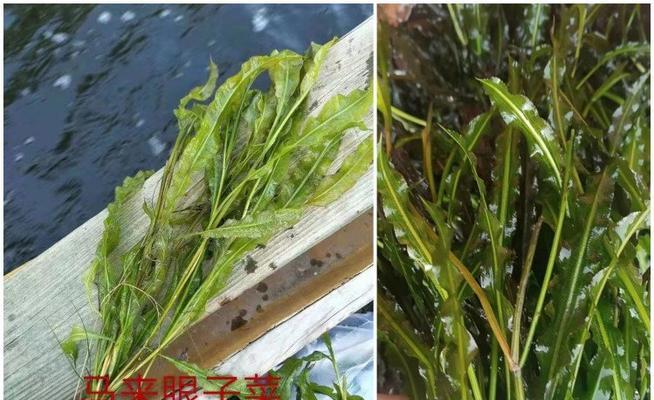 河里的沉水植物有哪些？如何养护？
