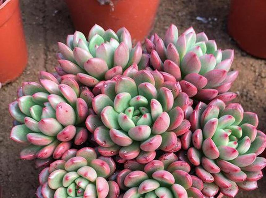 多肉植物红宝石怎么养？红宝石多肉的日常护理有哪些要点？