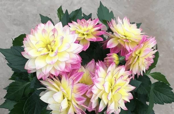 四季常开的盆栽花象征着什么？它在送礼时有何特别含义？