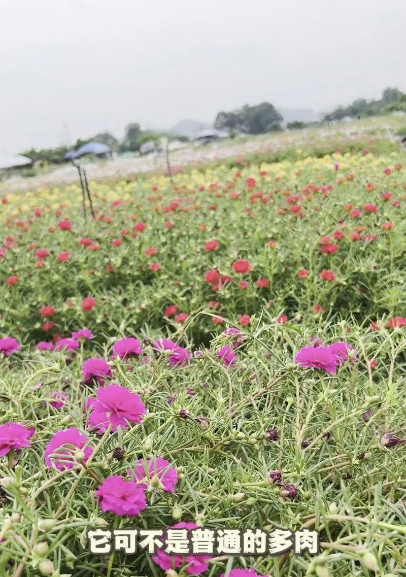 针垫花的花语是什么？针垫花代表的象征意义有哪些？