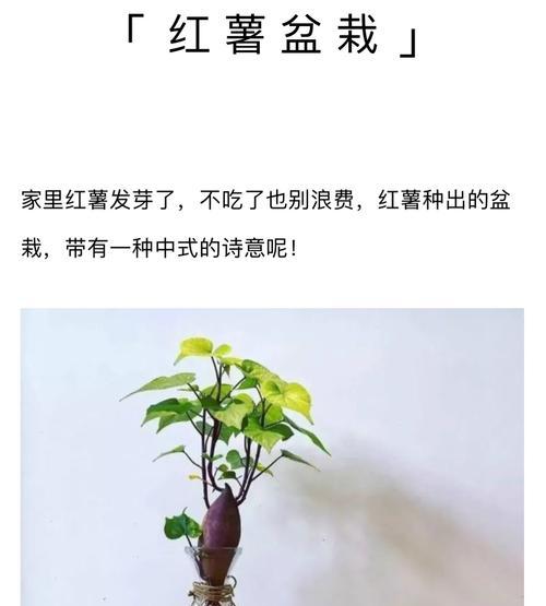 蔬菜盆栽三件套的寓意是什么？