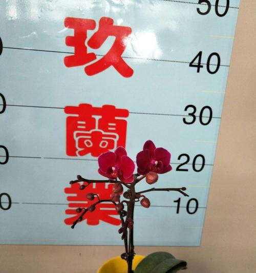 花卉世界橱窗设计有哪些理念？如何应用这些理念？