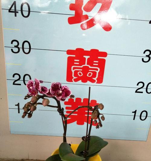 花卉世界橱窗设计有哪些理念？如何应用这些理念？