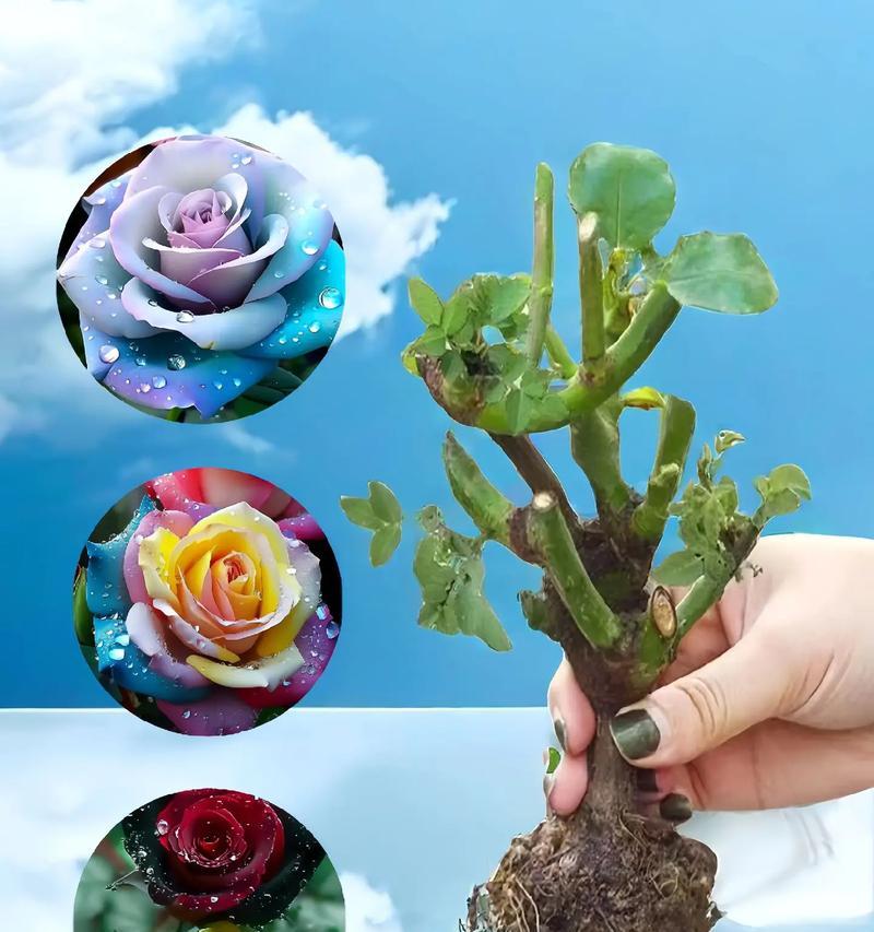 怎么种植盆栽玫瑰花？需要注意哪些问题？