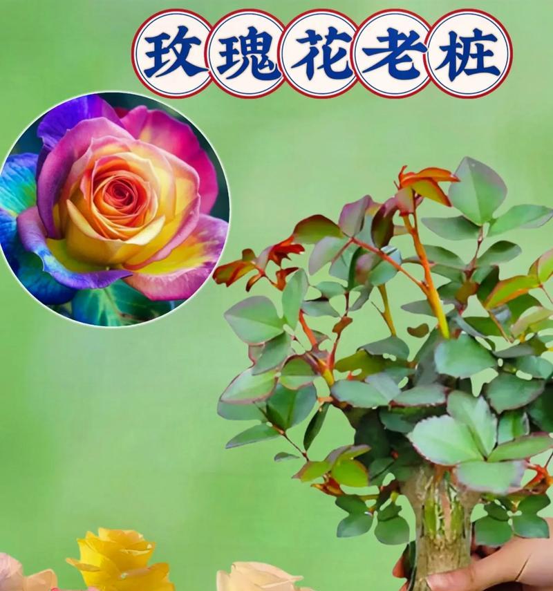 怎么种植盆栽玫瑰花？需要注意哪些问题？