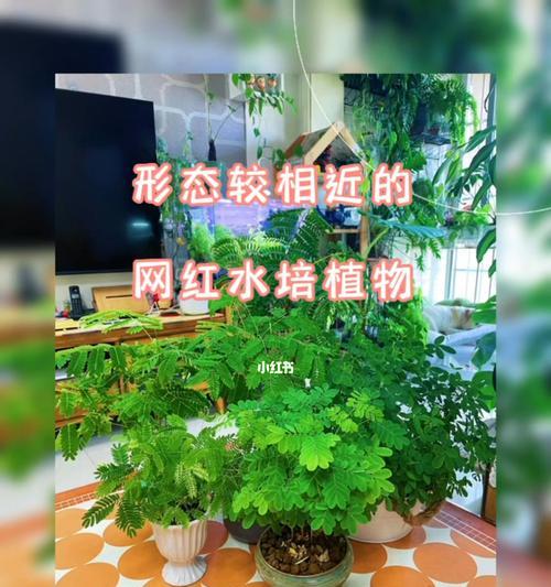 水培花卉中放置玩具会影响其生长吗？原因是什么？