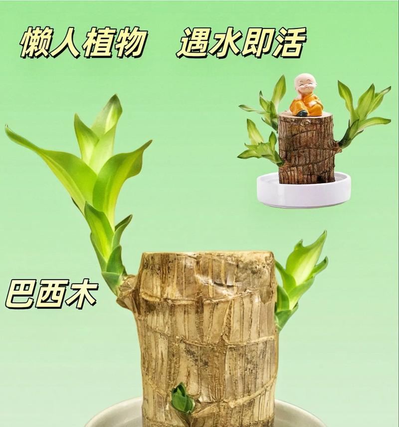 水培花卉中放置玩具会影响其生长吗？原因是什么？
