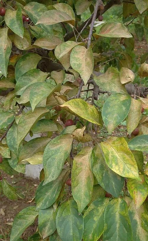 植物长红蜘蛛的原因是什么？如何有效防治？