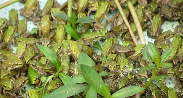 如何经营绿植花卉和水产蛙类？