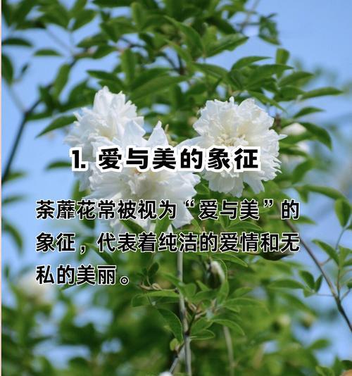 哪种花的花语象征着结束？