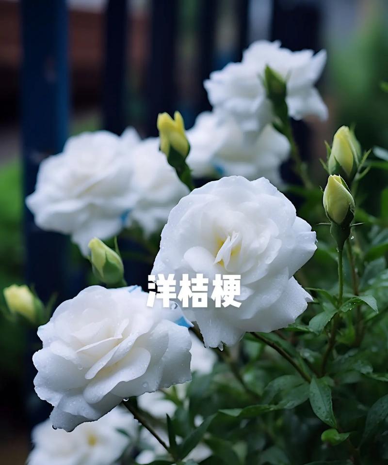 哪种花的花语象征着结束？