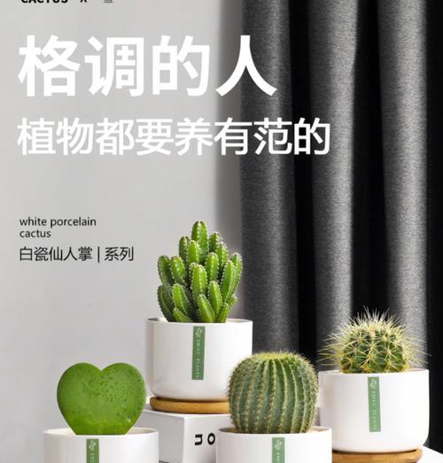 仙人科植物的最佳养护方法是什么？它们的生长习性如何？