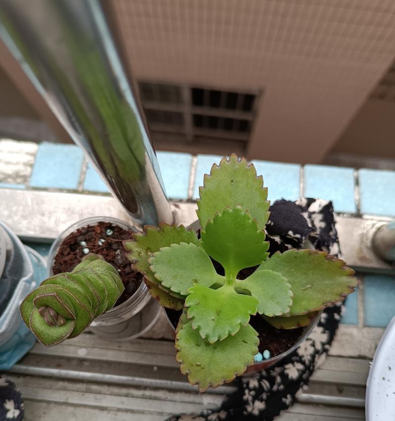 冬季植物养护记录应该怎么写？有哪些要点需要注意？