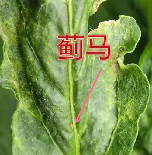 蚜虫蛋与蚜虫的关系是什么？