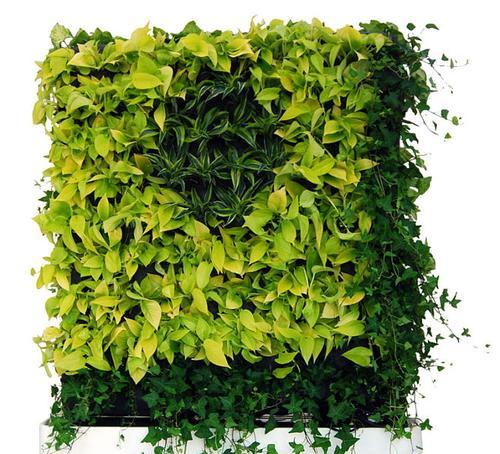 安静植物怎么制作的？有哪些步骤？
