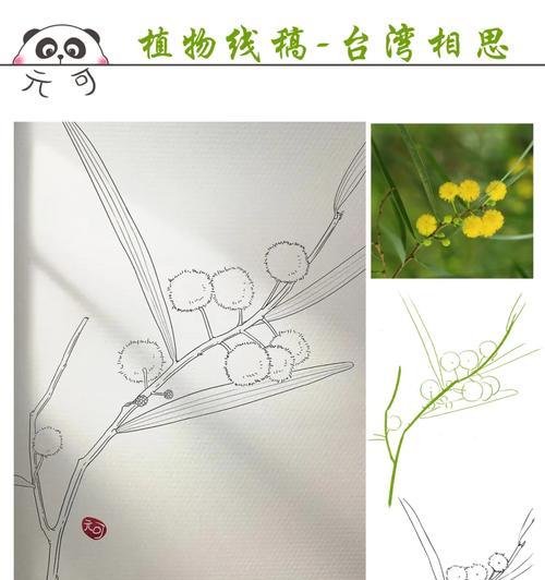 安静植物怎么制作的？有哪些步骤？