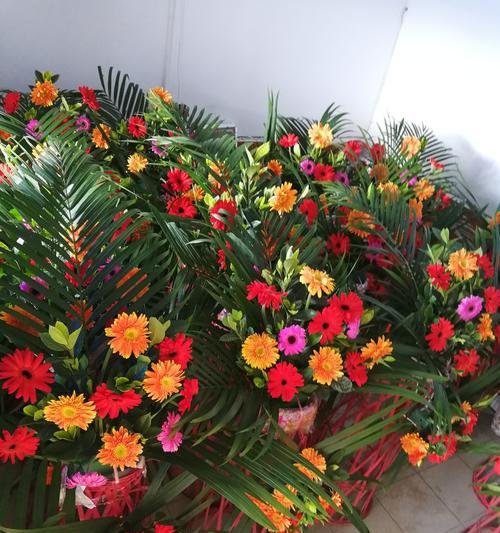 景光花卉苗圃都有哪些品种？如何挑选合适的花卉？