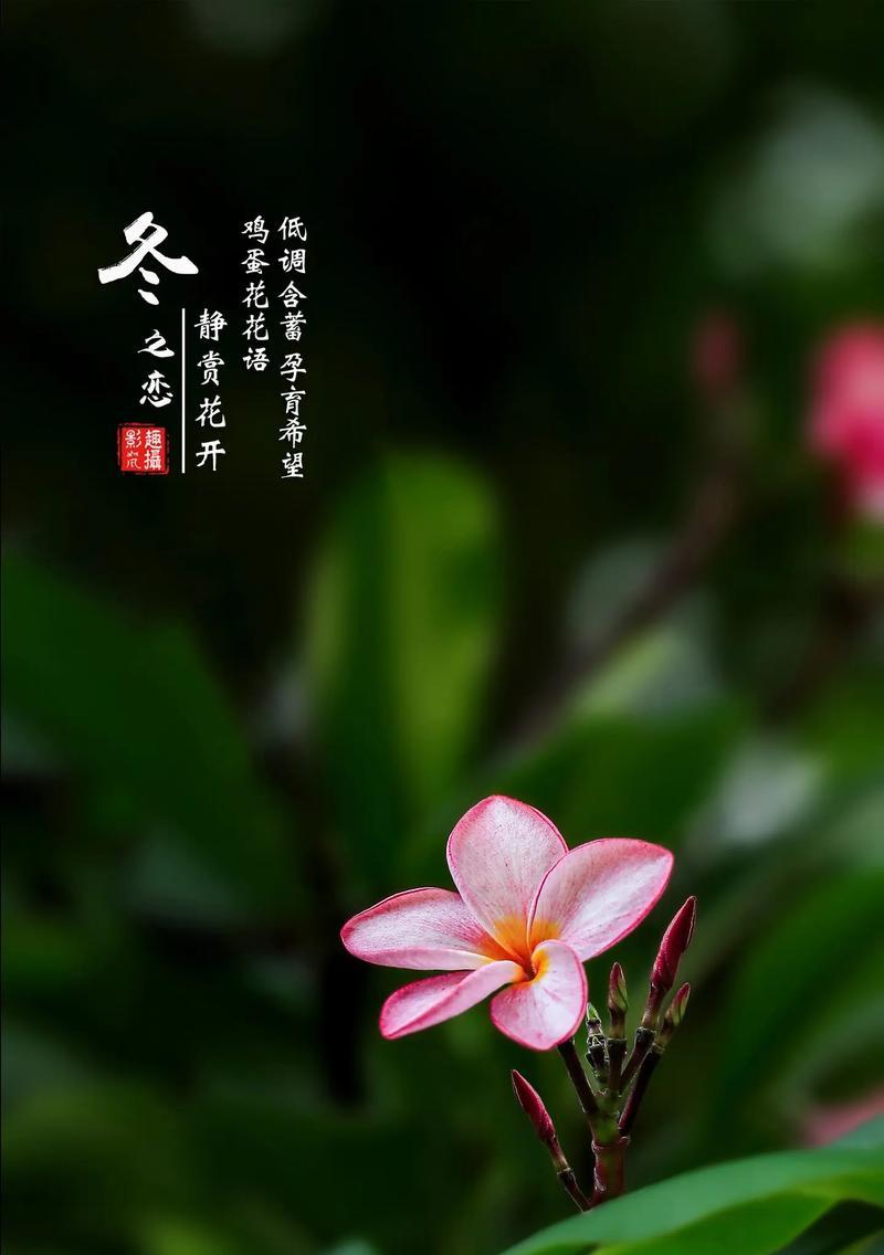 四月有哪些花语？四月的代表性花卉是什么？