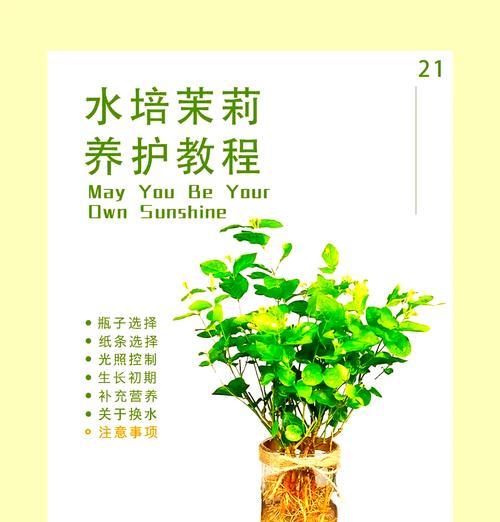 曹庄地区水培花卉的选择有哪些？养护技巧是什么？