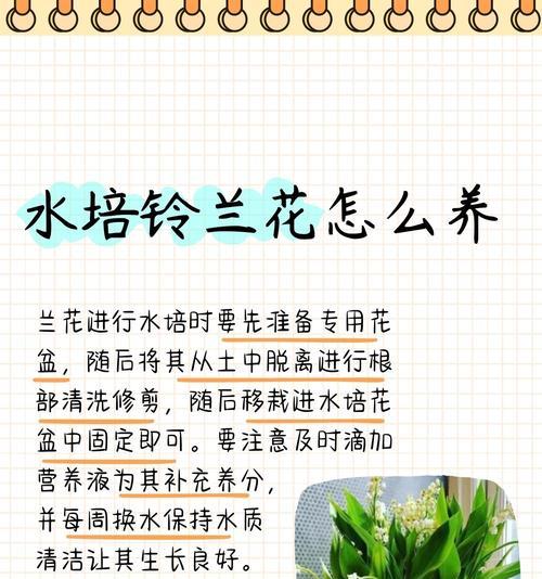 曹庄地区水培花卉的选择有哪些？养护技巧是什么？