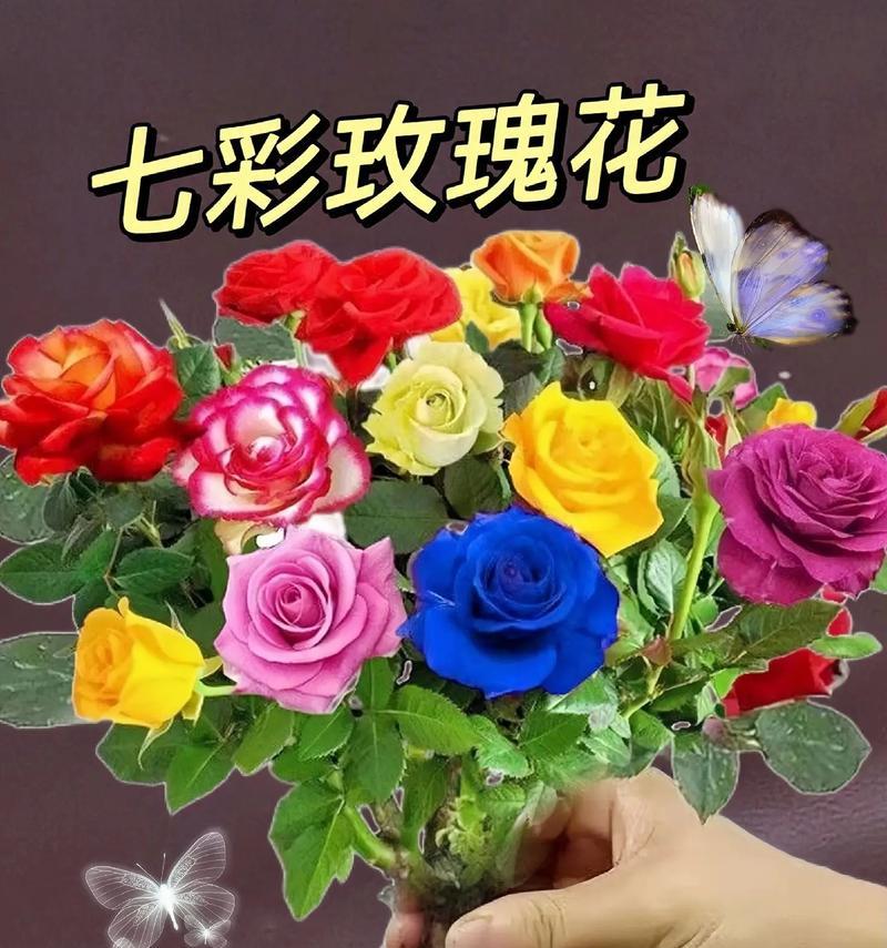 卧室放七朵玫瑰花有什么寓意？它象征着什么？