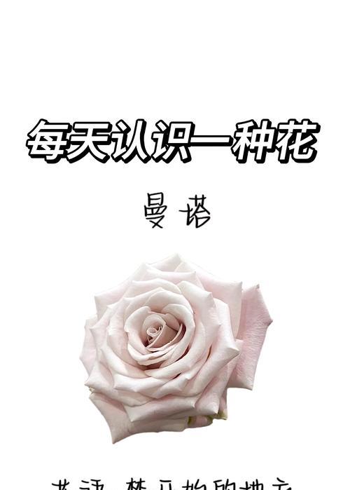奶油玫瑰花寓意什么含义？奶油玫瑰的花语有哪些？