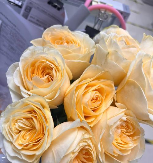 奶油玫瑰花寓意什么含义？奶油玫瑰的花语有哪些？
