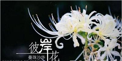 哪种花的花语代表原谅？送这种花有何意义？